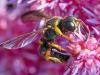 Potter Wasp On Flower
