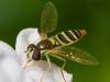 A Hoverfly