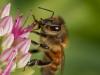 Honeybee On Sedum