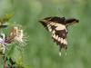 Swallowtail In Flight