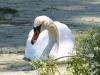 Swamp Swan