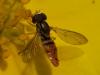 Hoverfly Profile