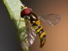 Hoverfly On Leaf