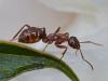 Ant On Peony