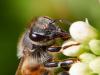 Honeybee Profile