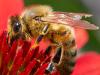 Honeybee On Coneflower