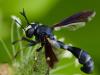 Thick-Headed Fly