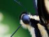 Swallowtail Close-Up