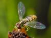 Little Hoverfly